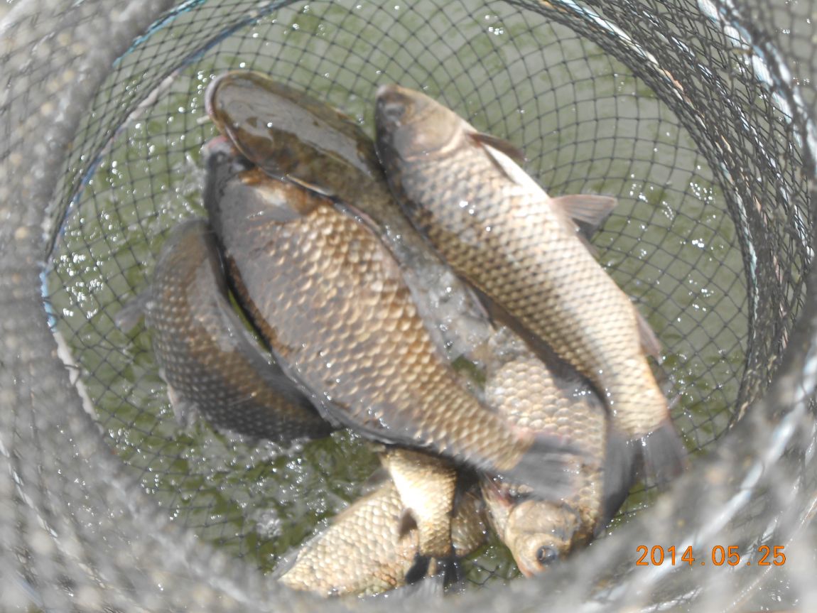 DSCN1515.JPG