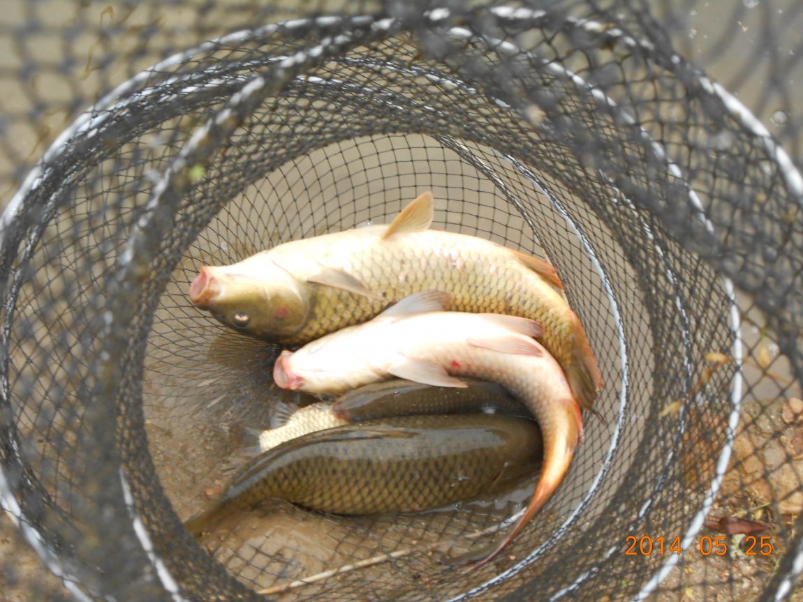 DSCN1518.JPG