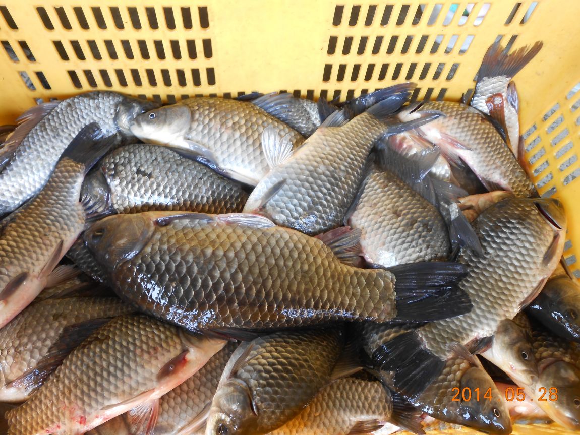 DSCN1527.JPG