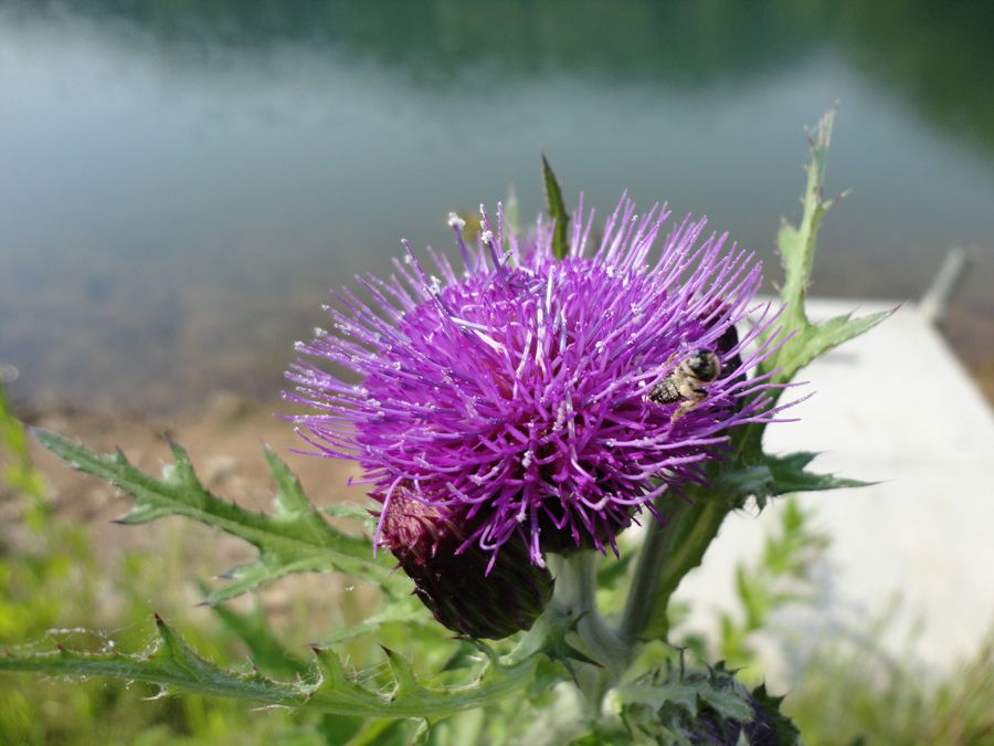 DSC01435.jpg