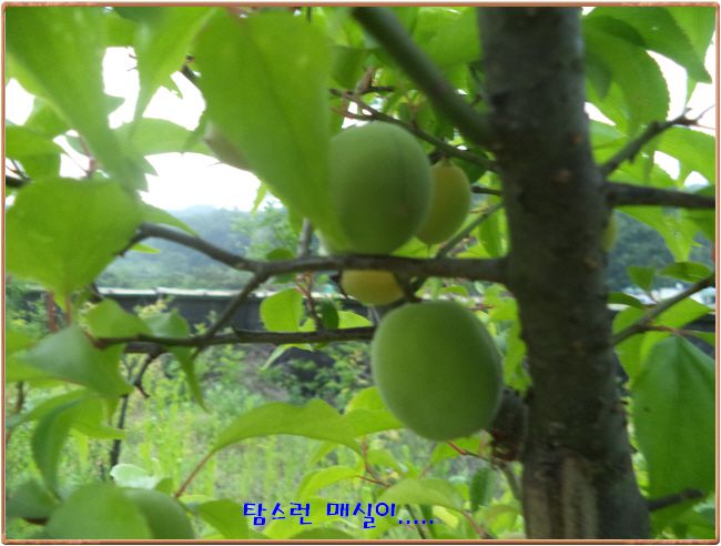 �ٹ̱�_DSC00937.JPG