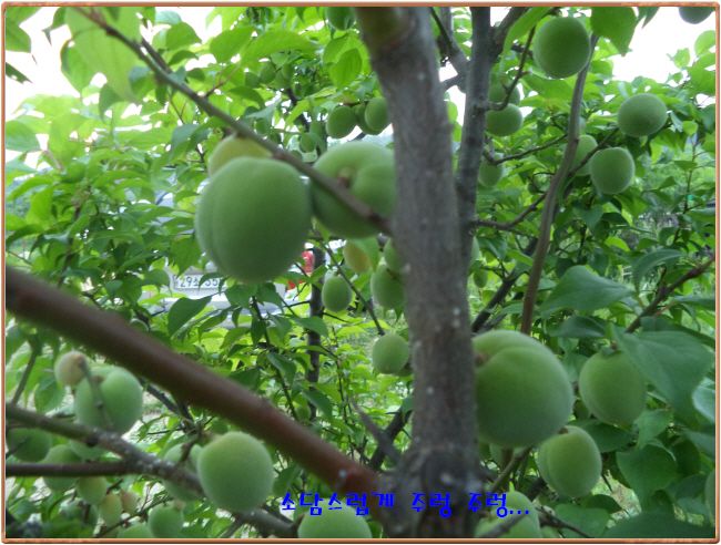 �ٹ̱�_DSC00938.JPG