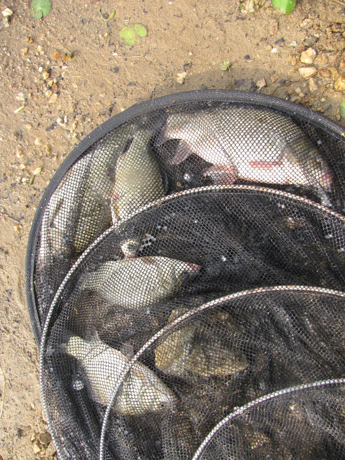 IMG_2459.JPG