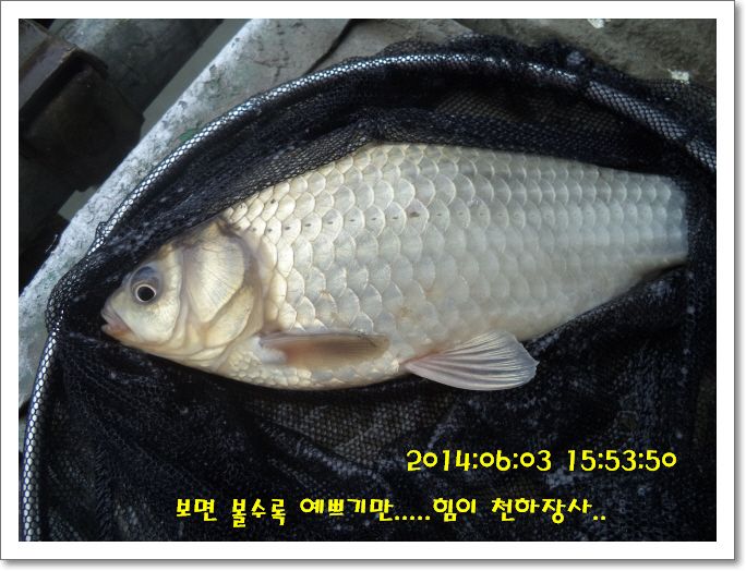 �ٹ̱�_DSC01194.JPG