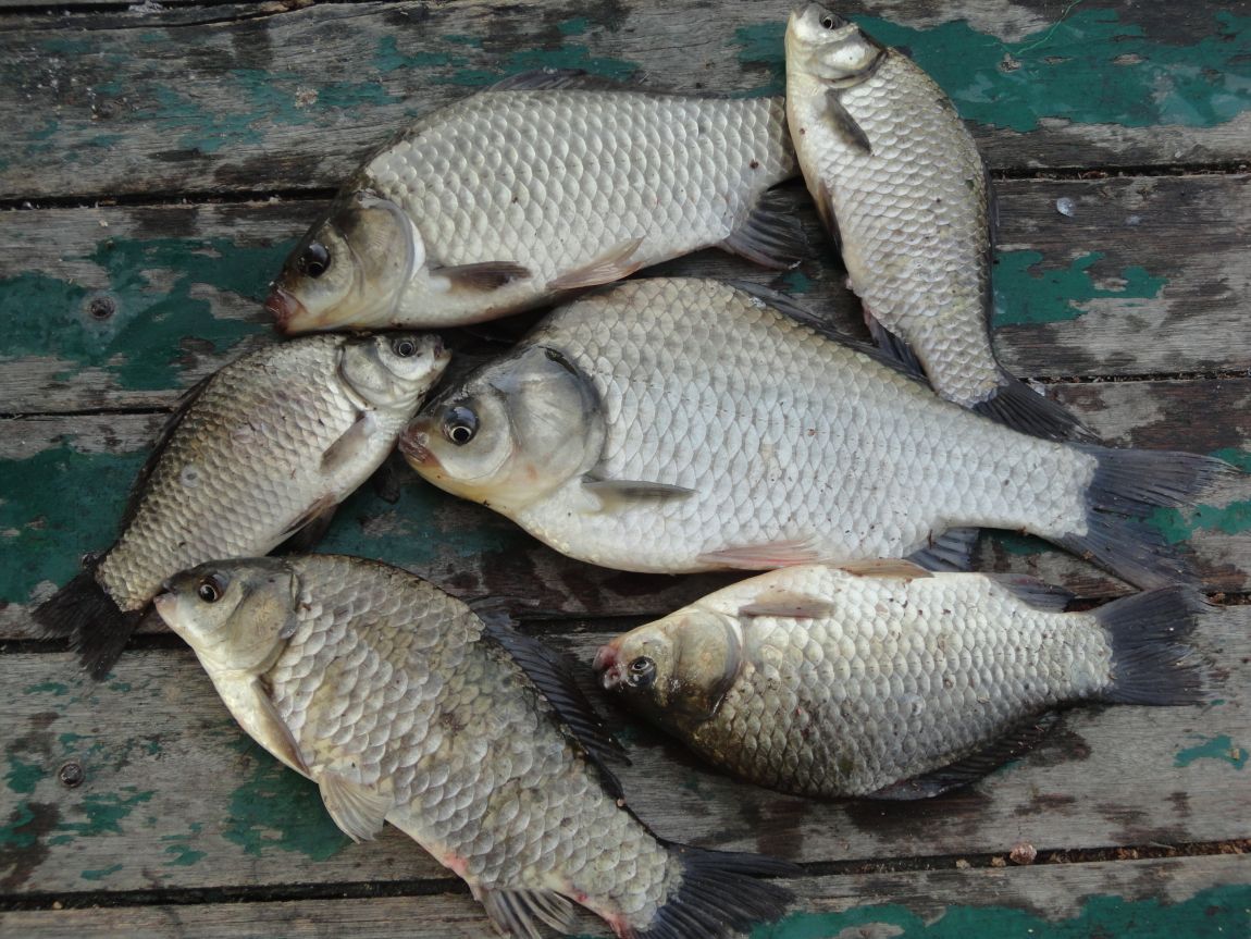DSC08765.JPG