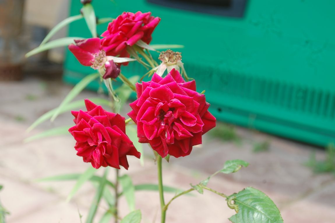 DSC_0152.JPG