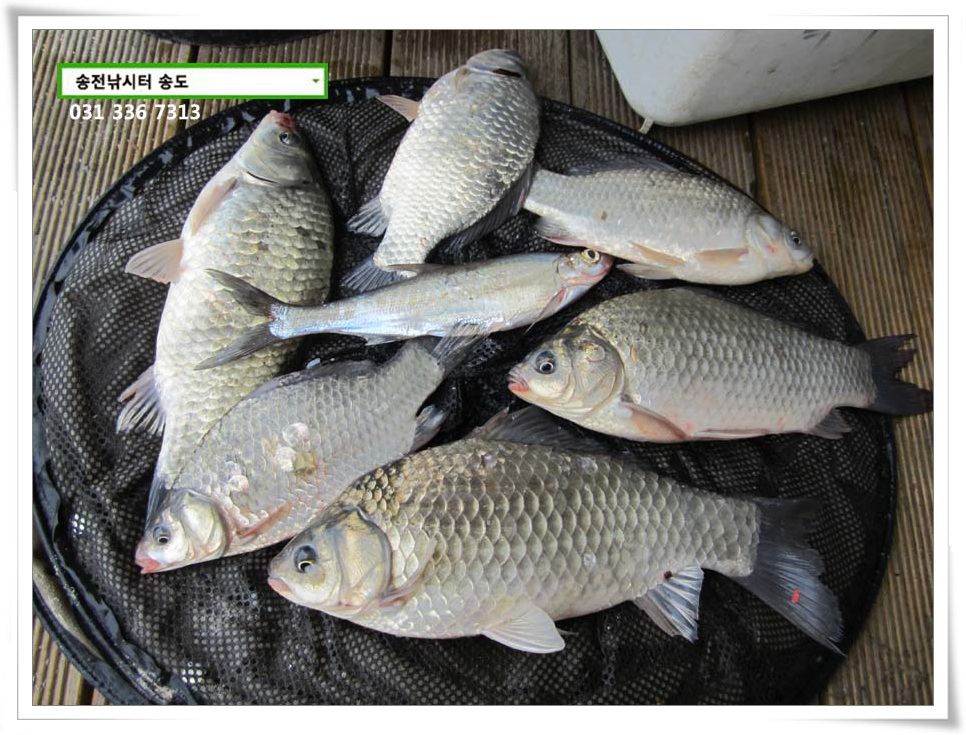 IMG_0010.JPG copy.jpg