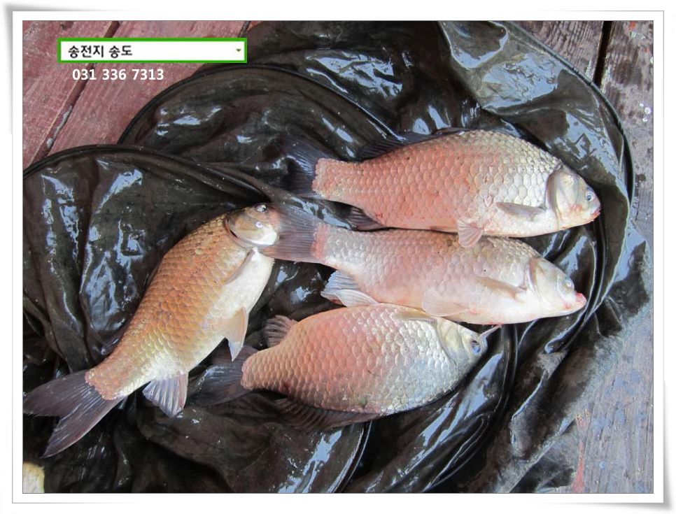 IMG_0016.JPG copy.jpg