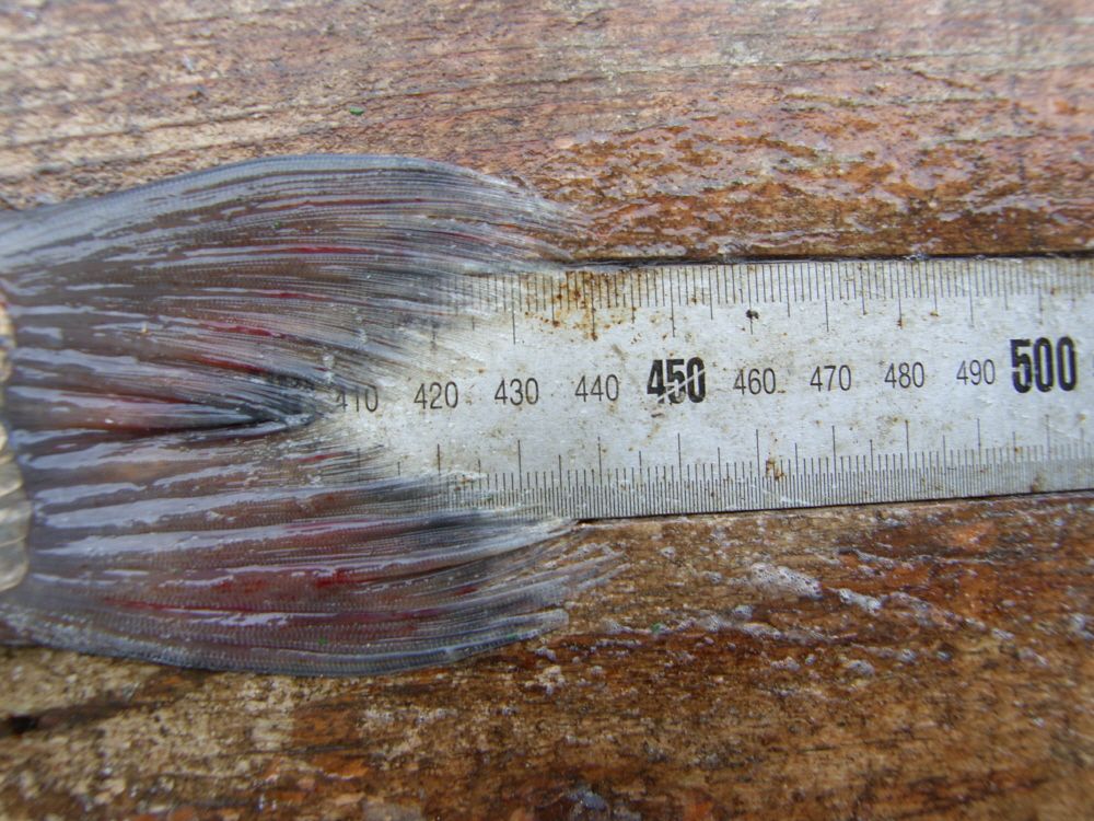 SH108945.JPG