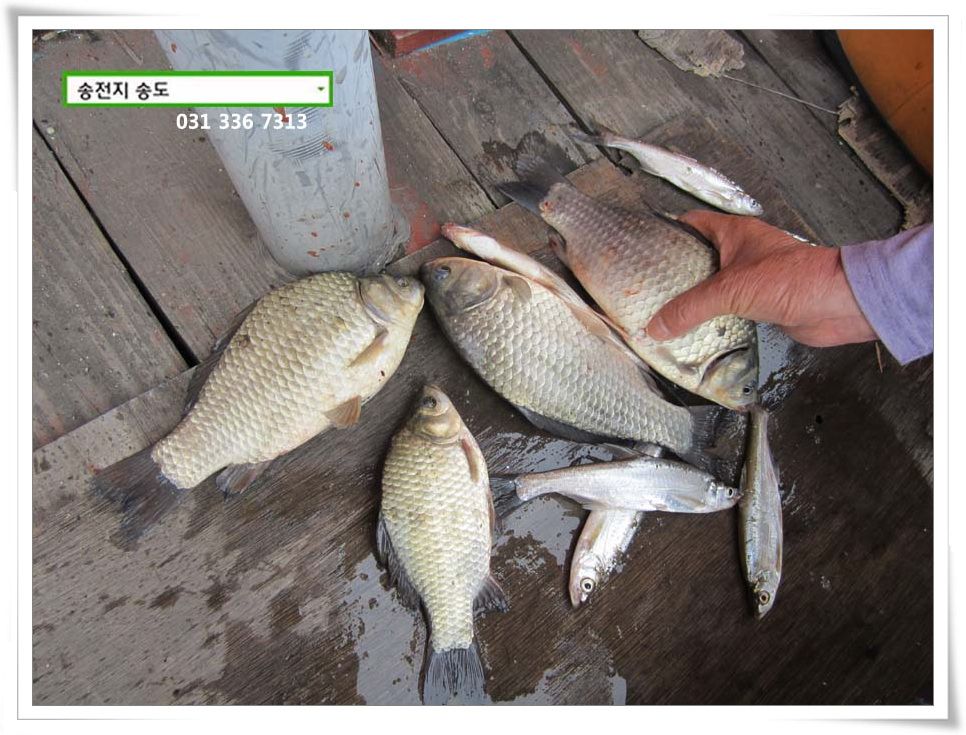 IMG_0004.JPG copy.jpg