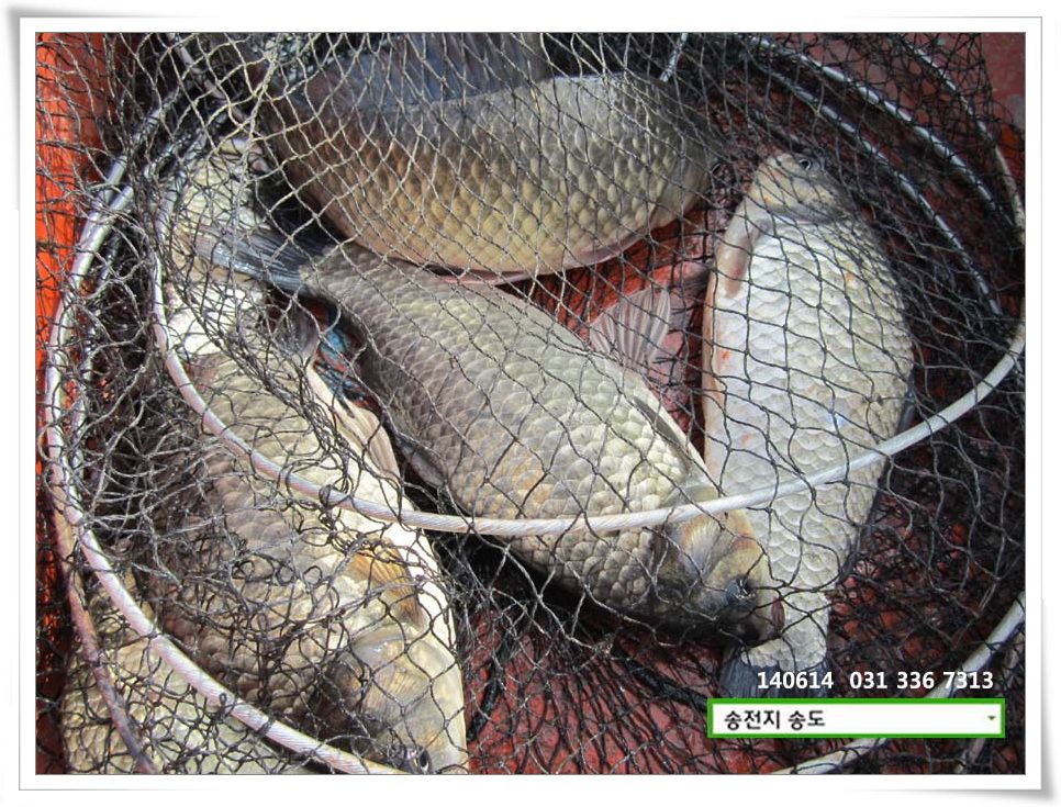 IMG_0011.JPG copy.jpg