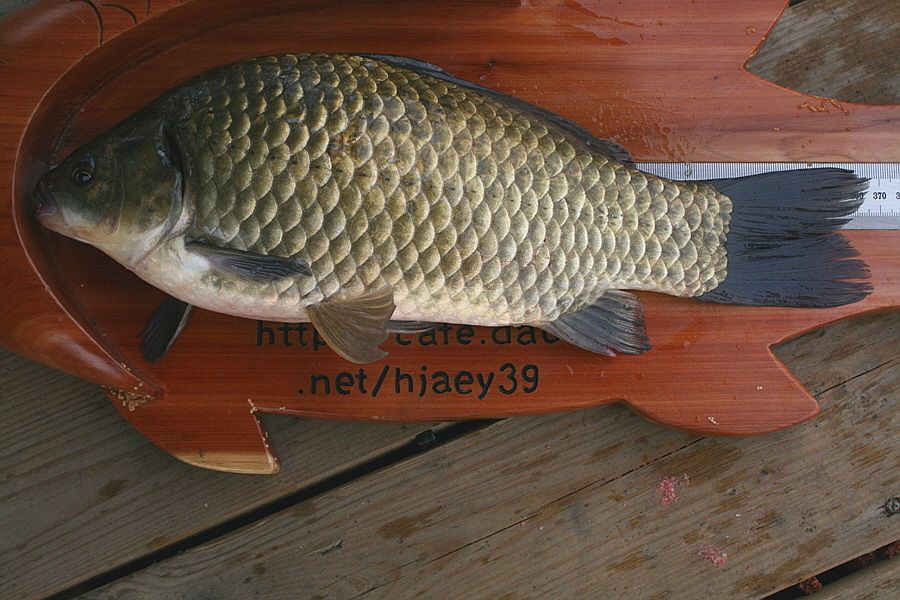 �ٹ̱�_��������ȸ 2558.jpg