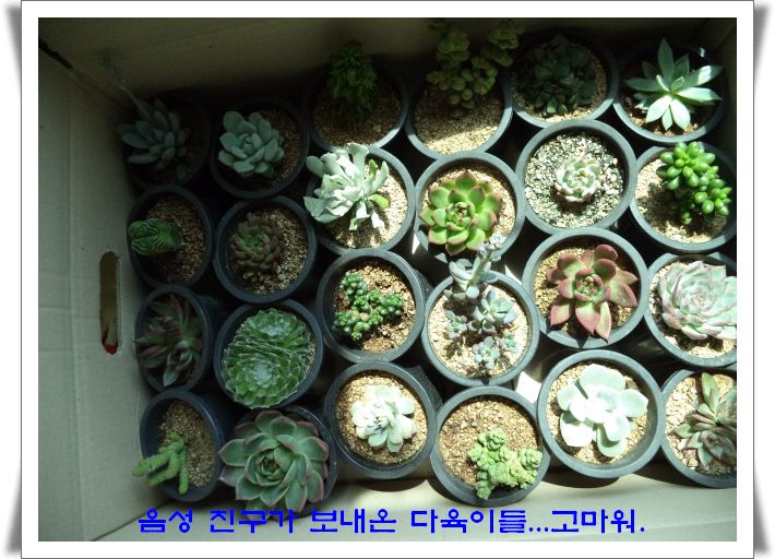 �ٹ̱�_DSC01690.JPG