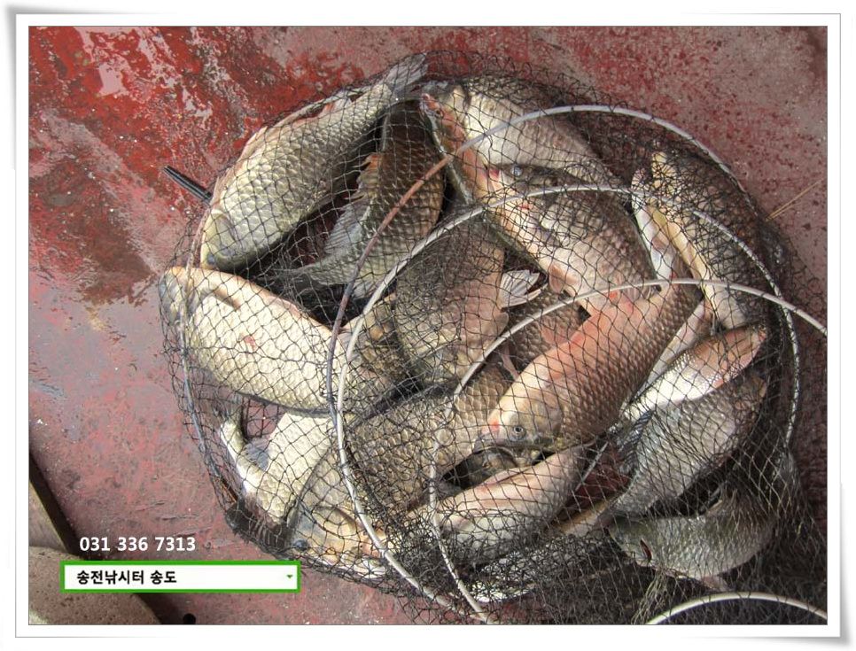 IMG_0011.JPG copy.jpg