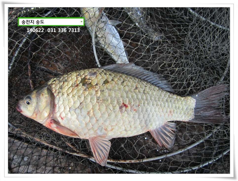 IMG_0009.JPG copy.jpg