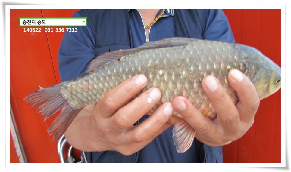 IMG_0005.JPG copy.jpg