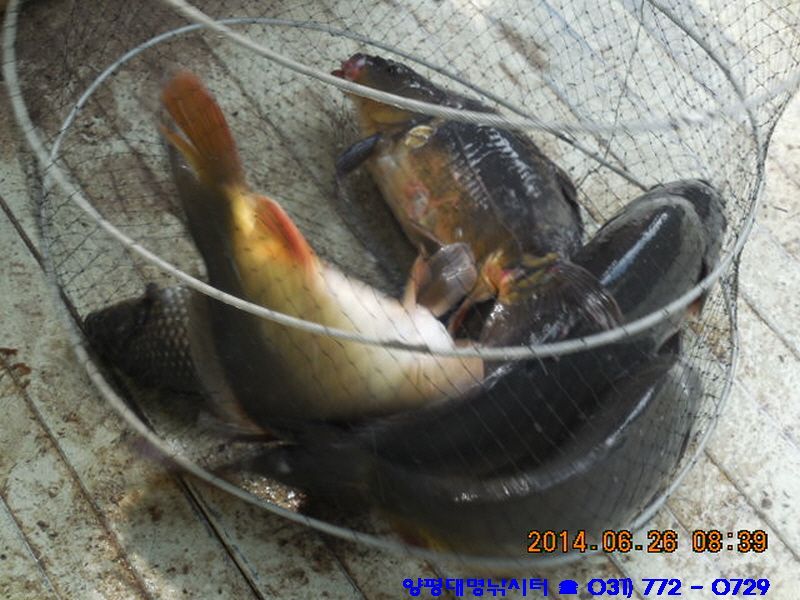 ٹ̱_DSCN2776.JPG