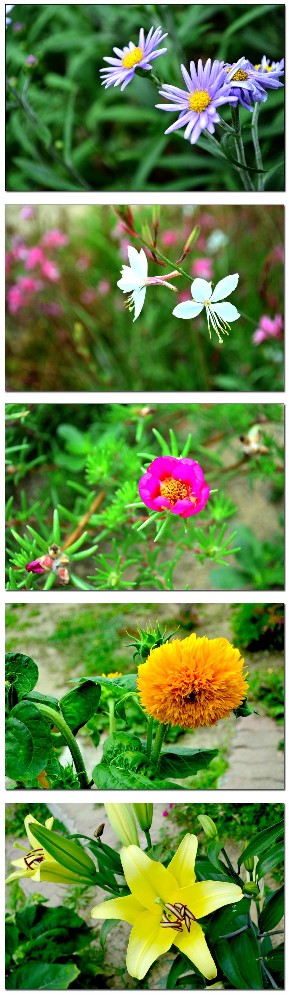 Untitled-1 copy 5.jpg