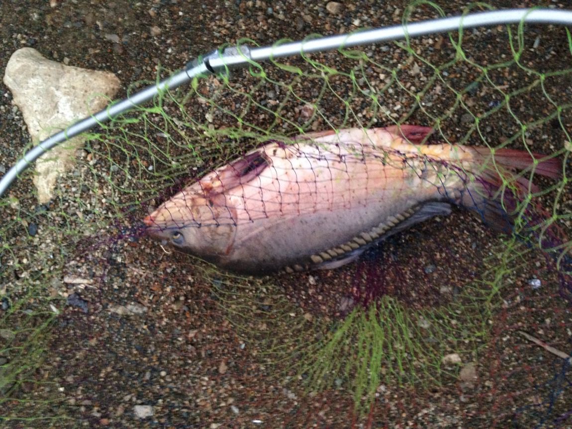 ���� 010.jpg