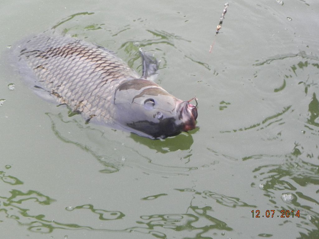 DSCN7017.JPG