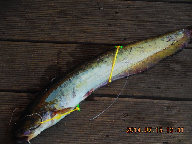 DSCN3786.JPG