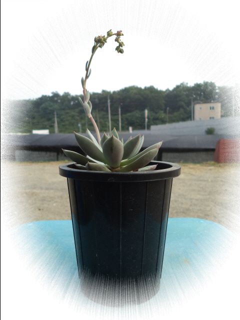 �ٹ̱�_DSC02375.JPG