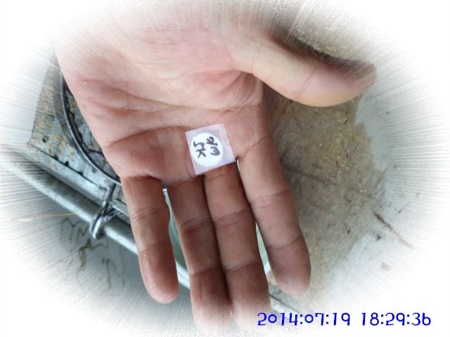 �ٹ̱�_DSC02380.JPG