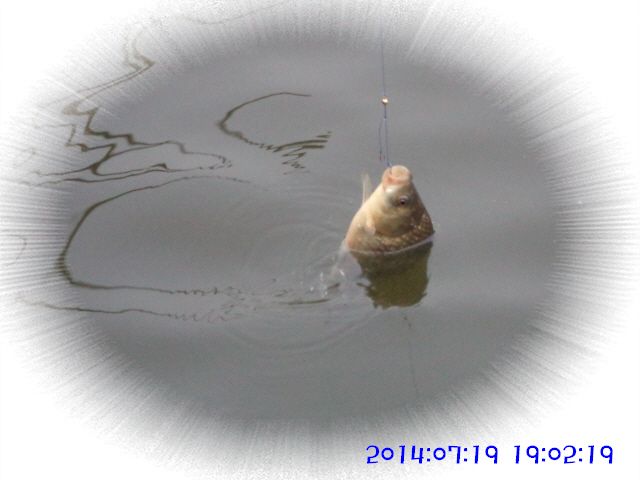 �ٹ̱�_DSC02382.JPG