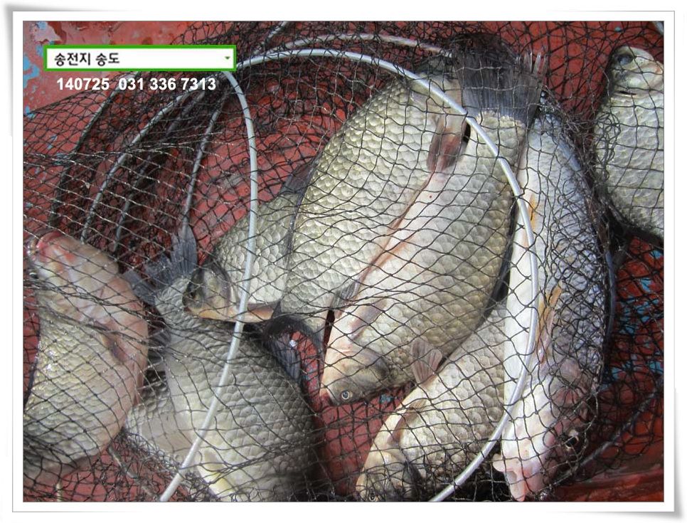 IMG_0011.JPG copy.jpg