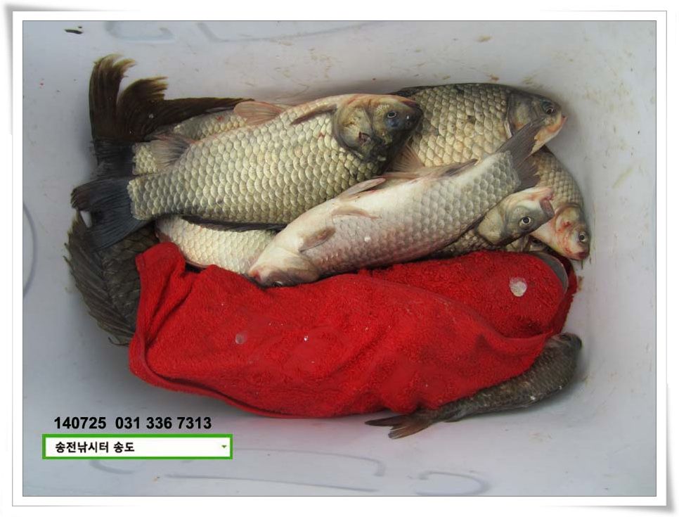 IMG_0013.JPG copy.jpg