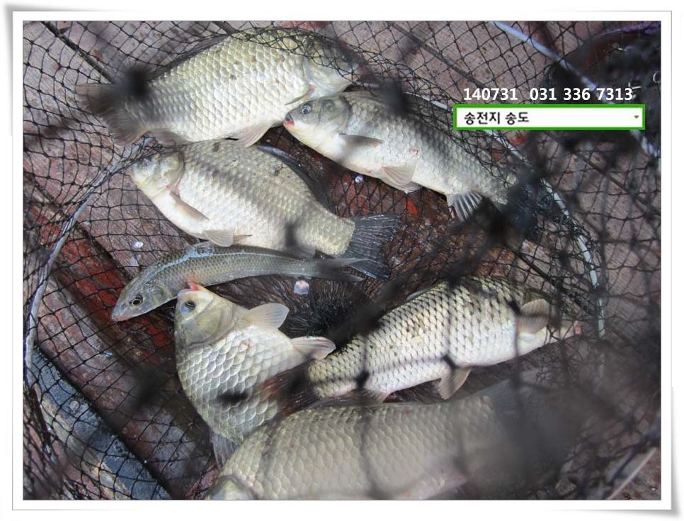 IMG_0008.JPG copy.jpg