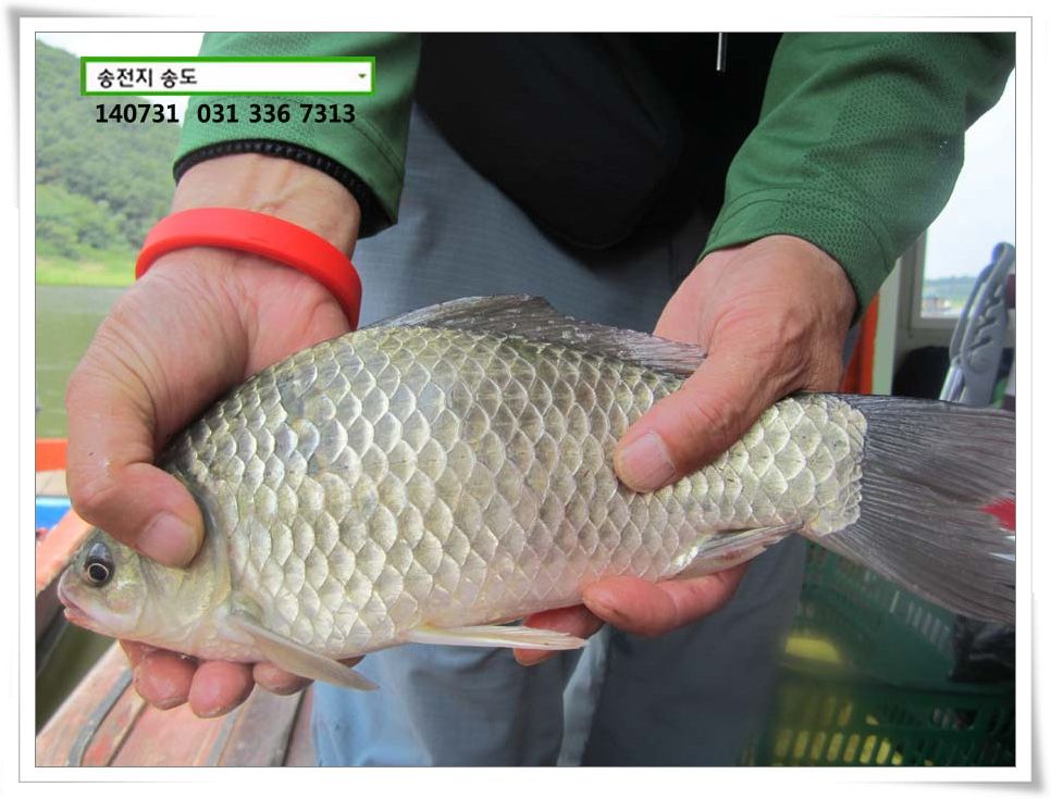 IMG_0015.JPG copy.jpg