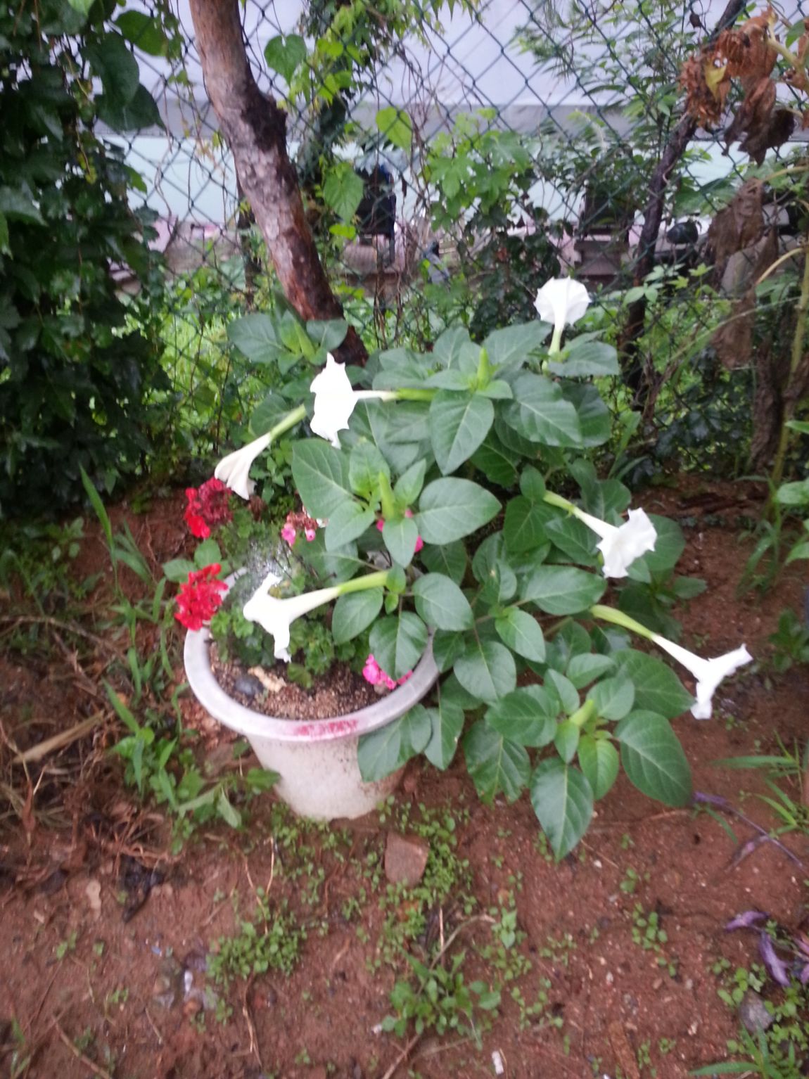 20140804_063112.jpg