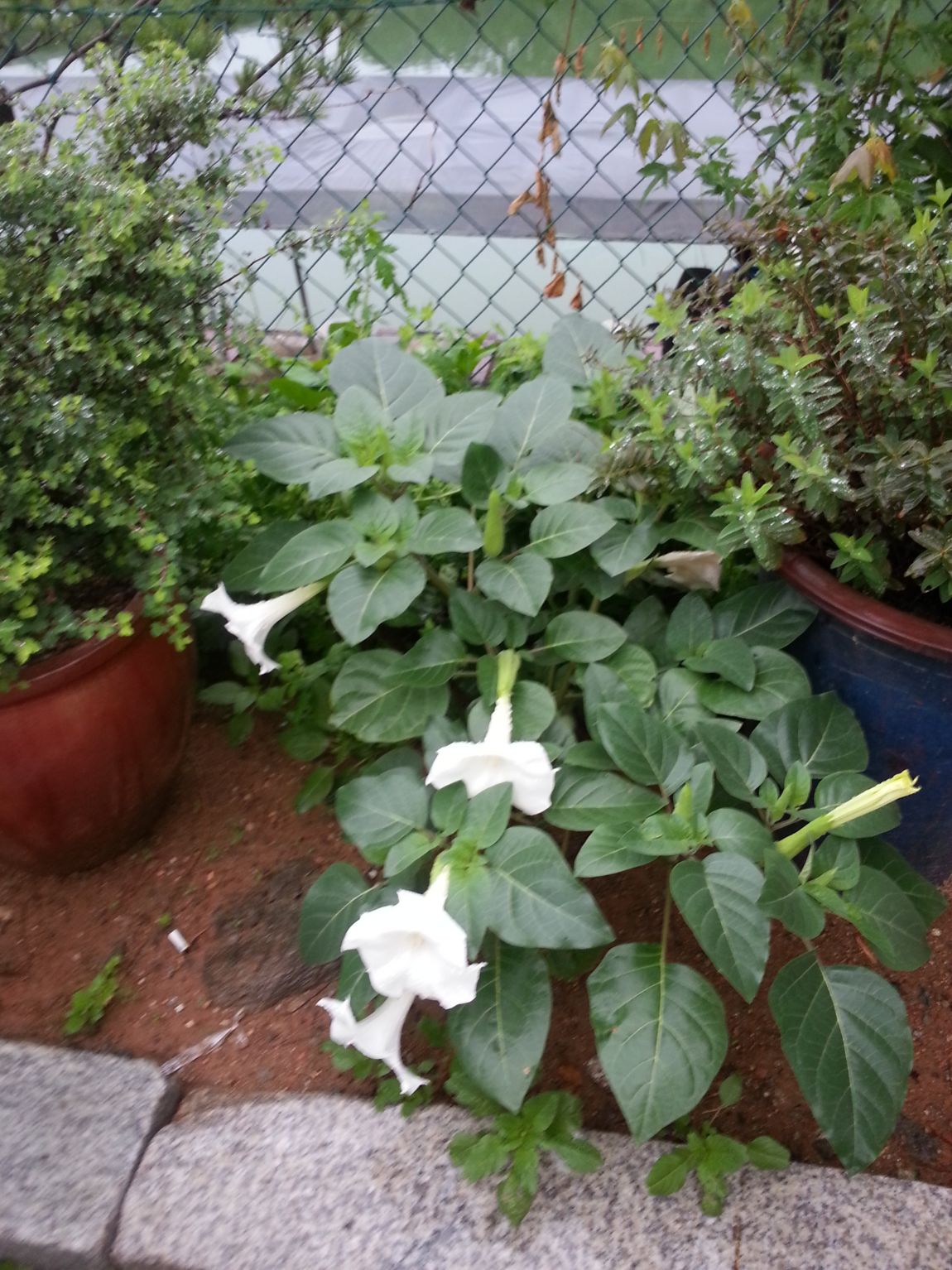 20140804_063118.jpg