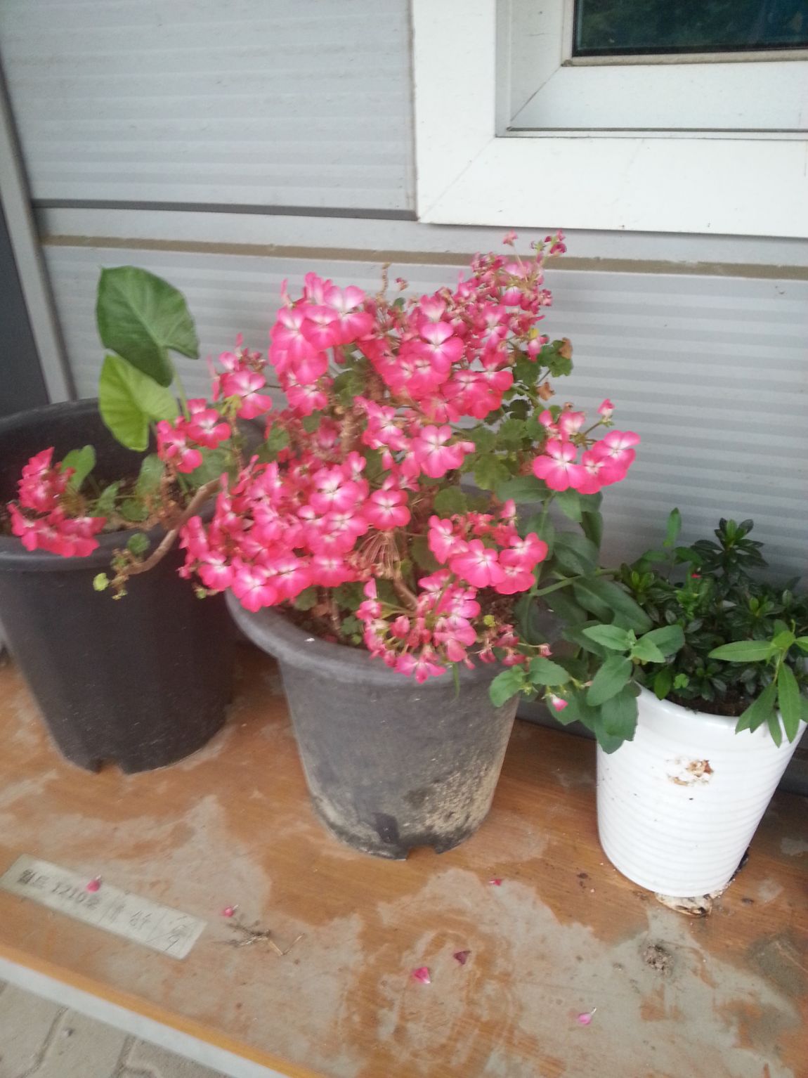 20140804_063145.jpg