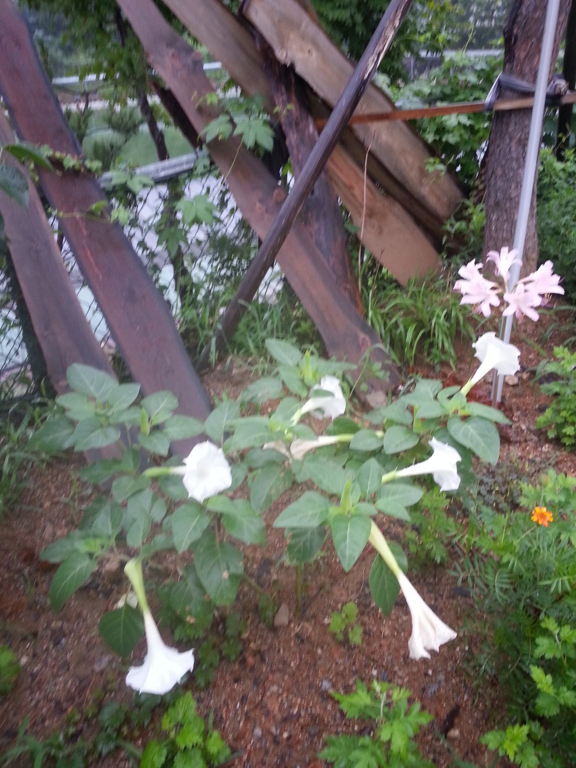 20140804_063204.jpg