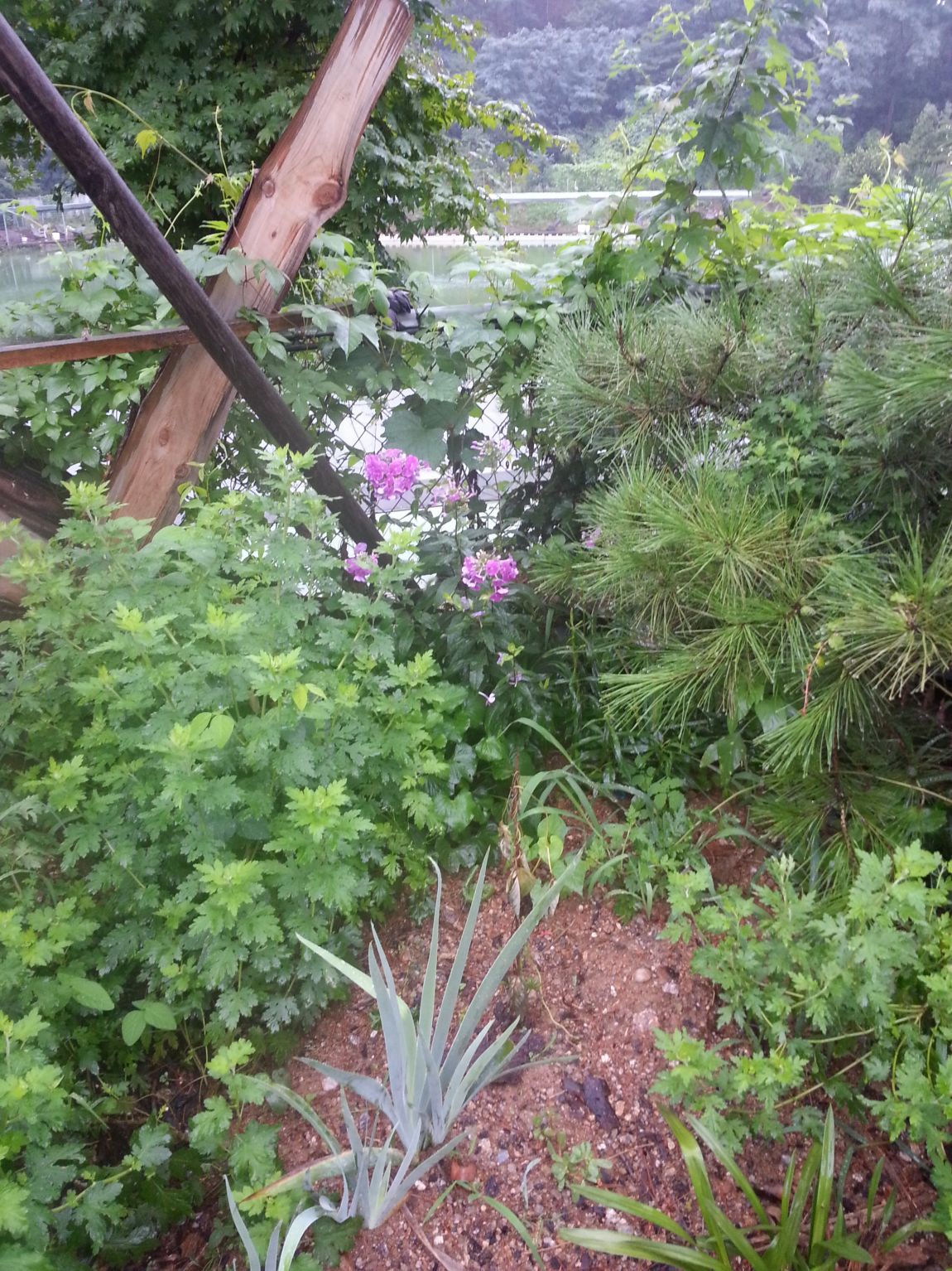 20140804_063211.jpg