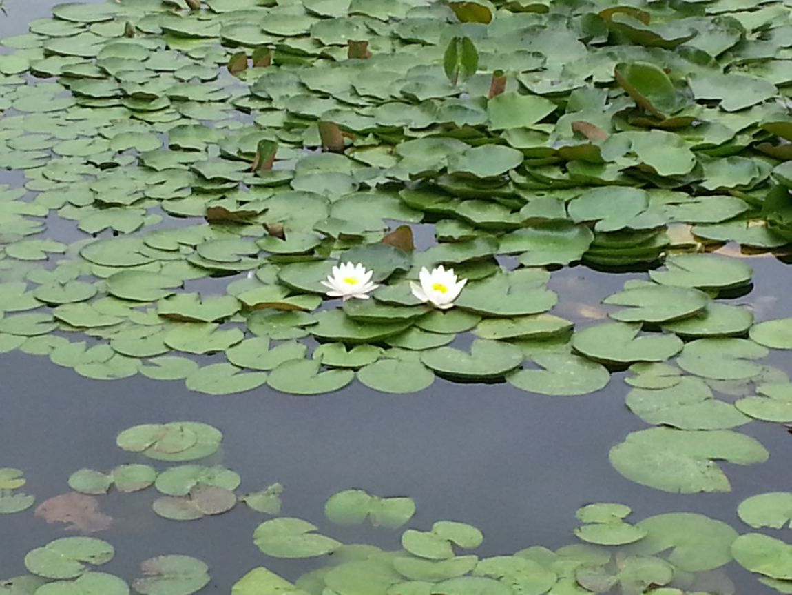 20140803_123110.jpg