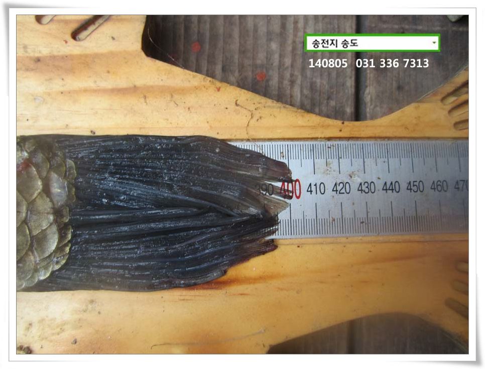 IMG_0018.JPG copy.jpg