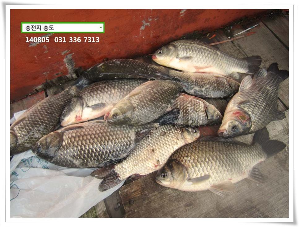 IMG_0035.JPG copy.jpg