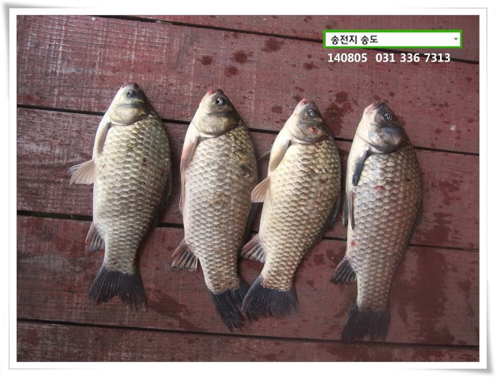 IMG_0044.JPG copy.jpg