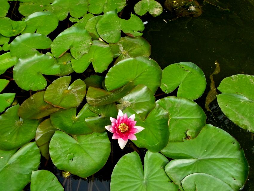 ٹ̱_SAM_1155.JPG
