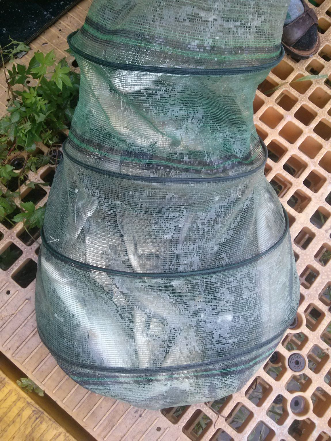 CAM02537.jpg