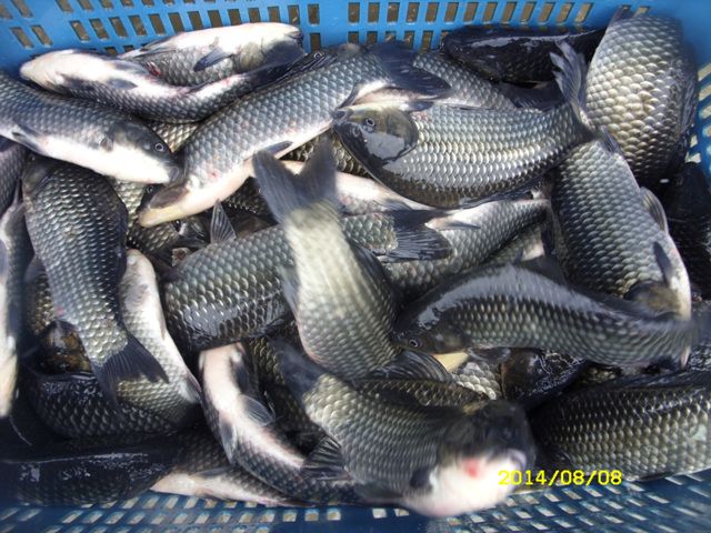 SDC14828.jpg