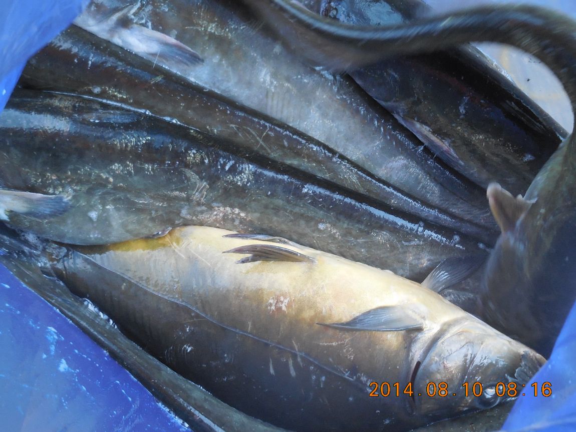 DSCN5650 - ���纻 - ���纻.JPG