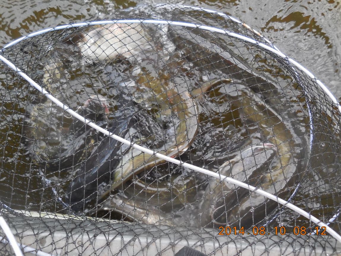 DSCN5648 - ���纻 - ���纻.JPG