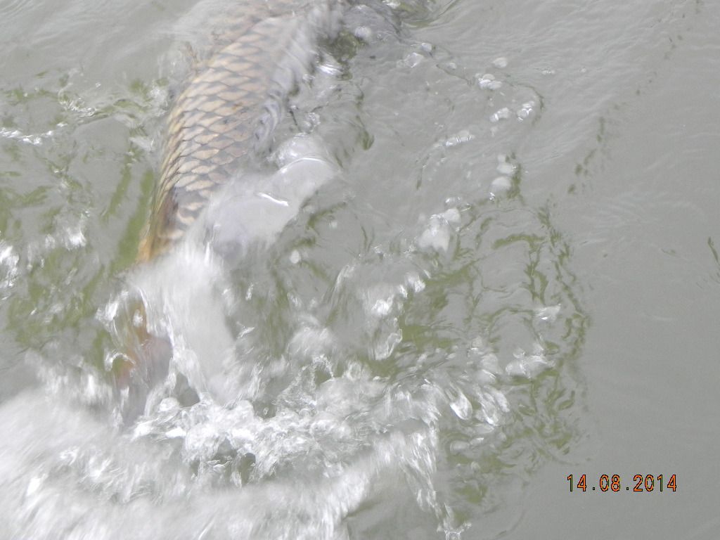DSCN8486.JPG