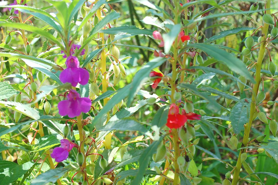 �ٹ̱�_DSC_0191.JPG