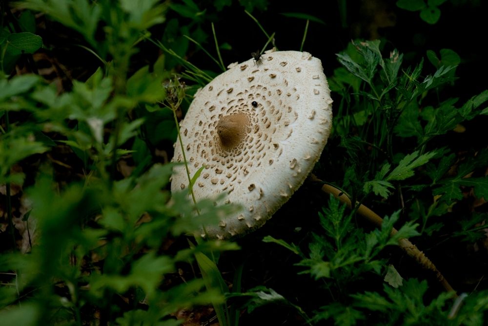 DSC07514.jpg