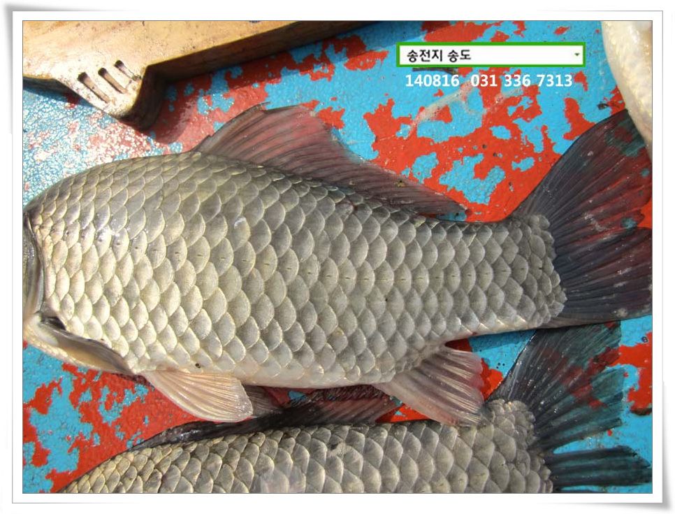 IMG_0025.JPG copy.jpg